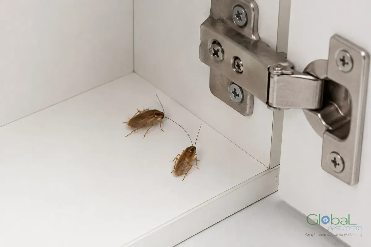 A cockroach hiding in a cabinet hinge in an office