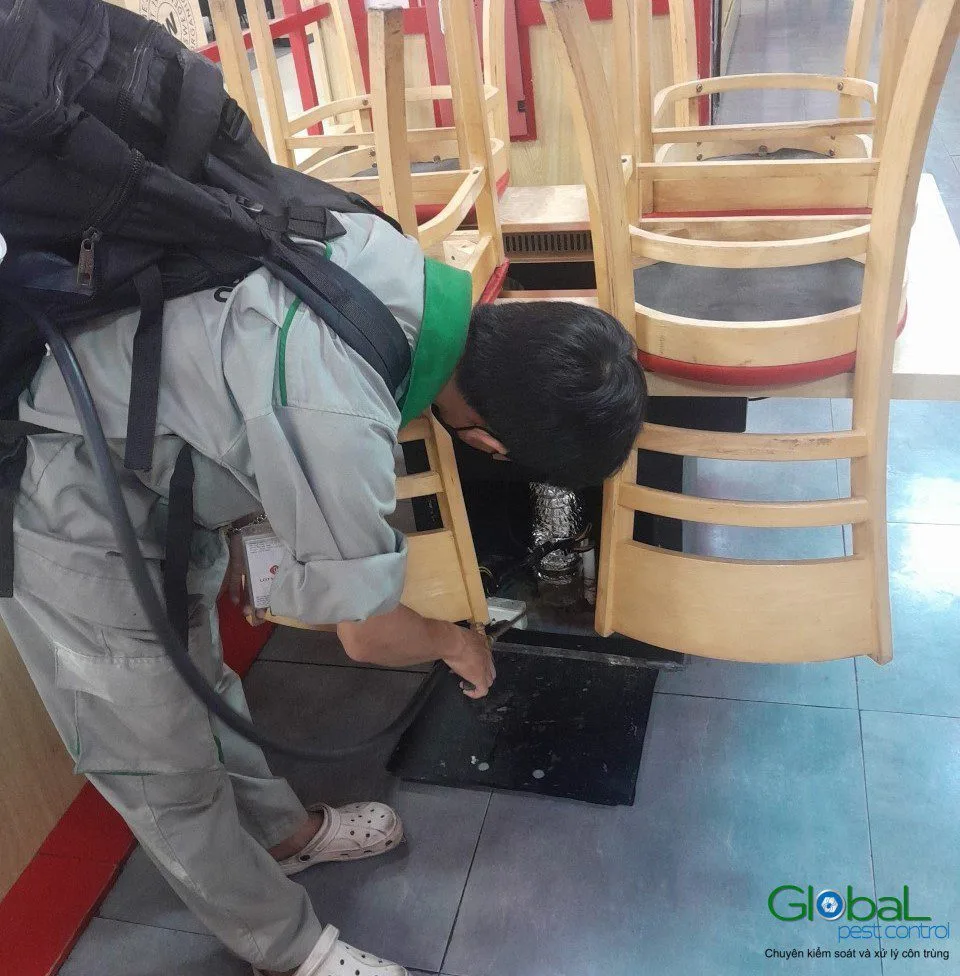 A technician placing cockroach bait under stacked restaurant chairs
