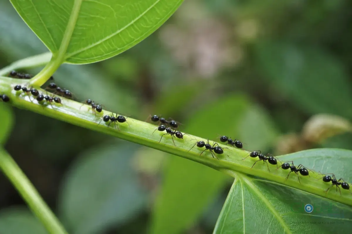 Ants in a line along a tree branch outdoors