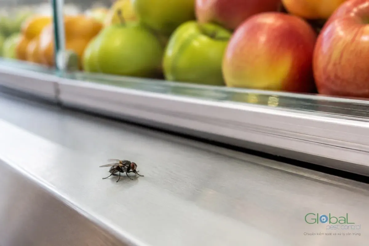 A house fly on a stainless-steel counter beside a fruit display