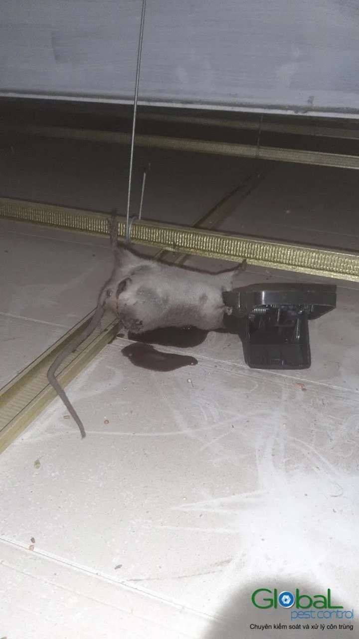 A rat caught on a glue board in a hidden corner behind a cabinet