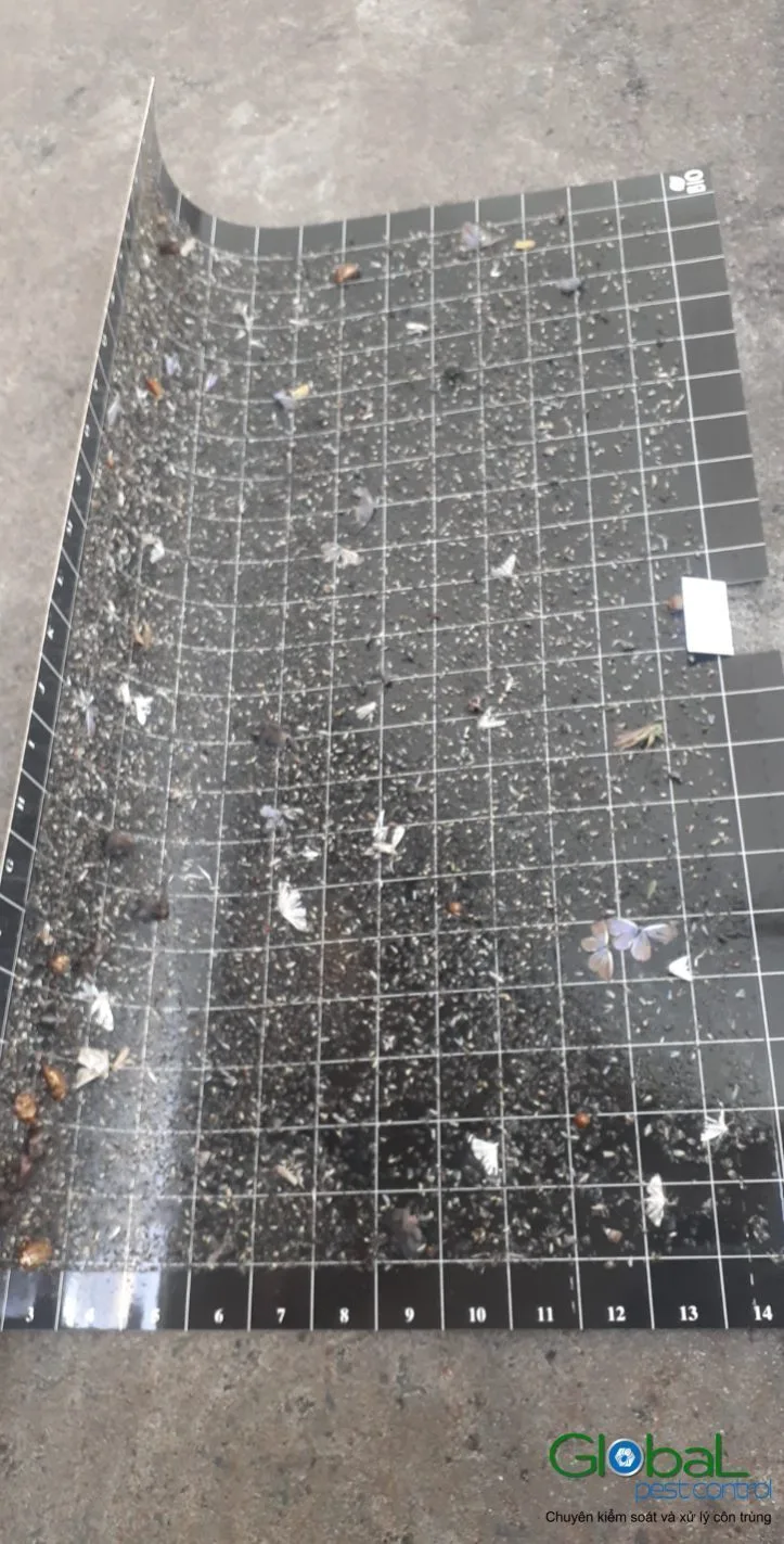 Bar Areas, Drip Trays and Fruit Flies