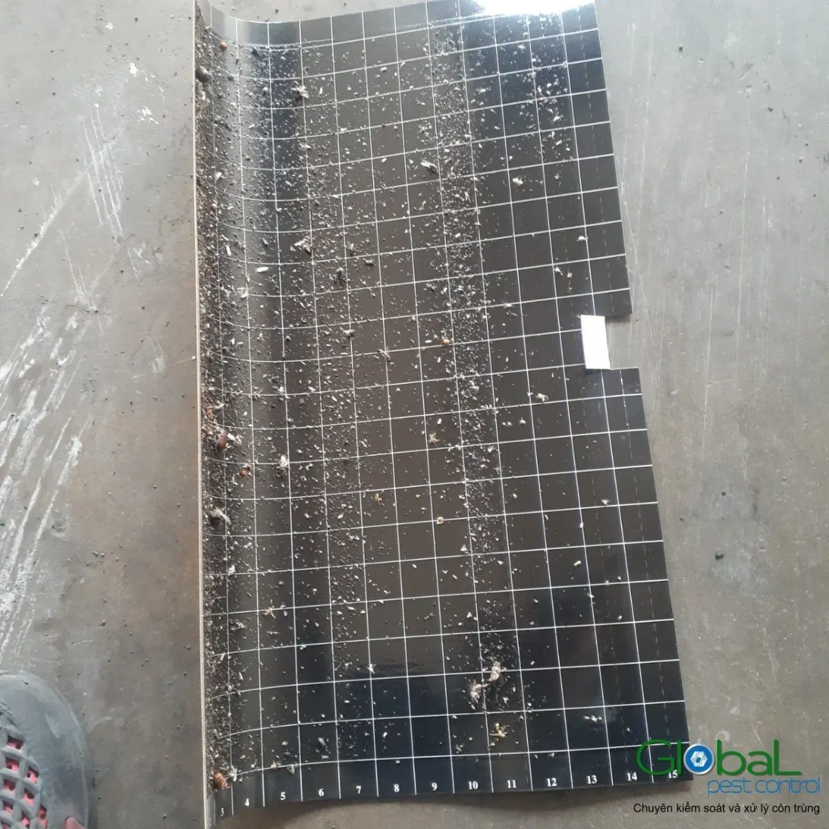 A fly light glue board laid on a warehouse floor after removal