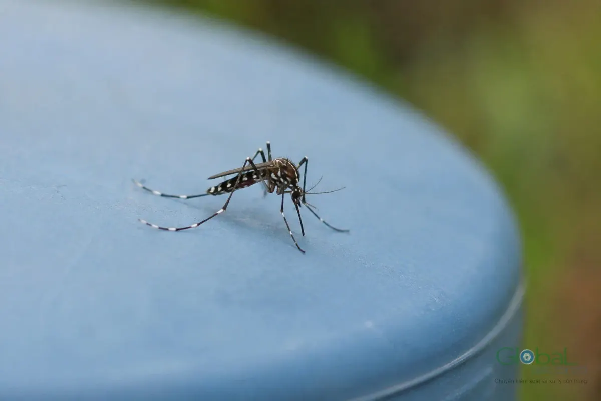 A mosquito on the lid of an outdoor plastic water container