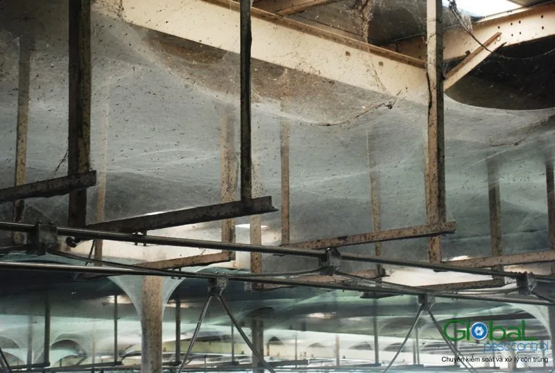 Thick spider webs on ceiling framing and pipework