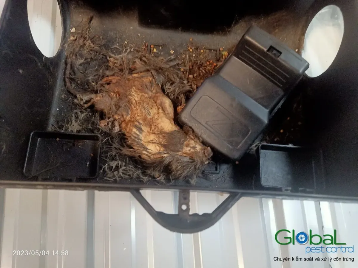A rodent nest of fur and debris inside a bait station