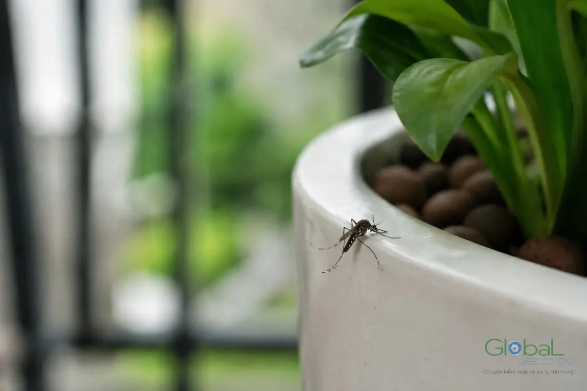 An Aedes mosquito on the rim of a plant pot holding water