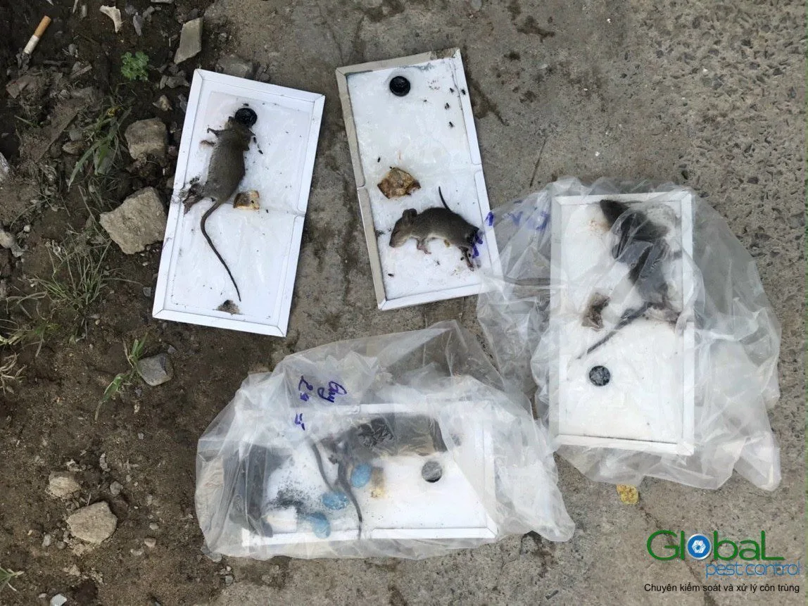 Rats caught on glue boards collected after a treatment round at a factory