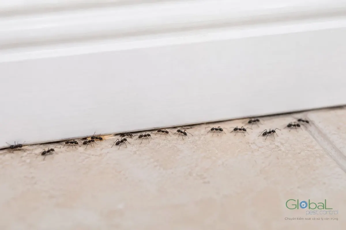 A line of black ants along the gap between a white skirting board and the floor tiles