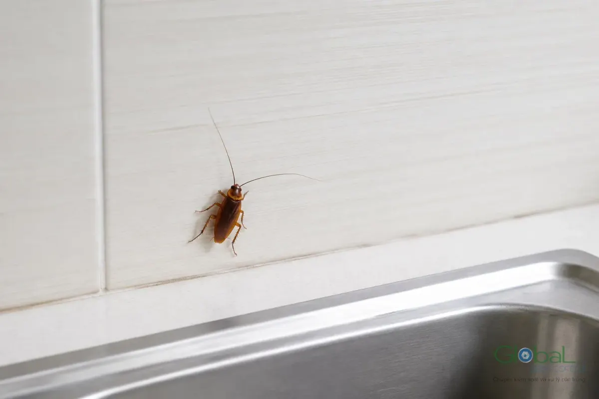A cockroach inside a kitchen cabinet at home