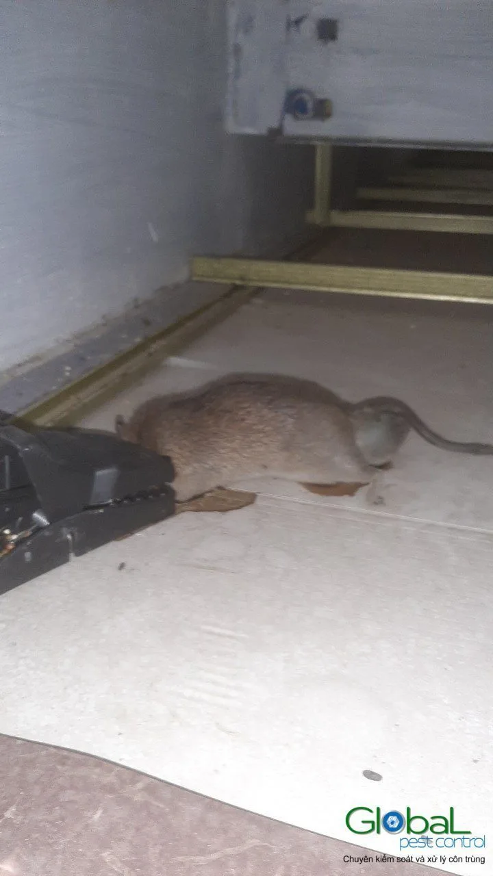 A dead rat on the floor by the wall after taking bait