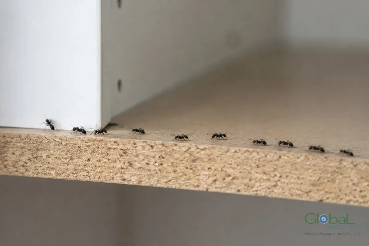 A line of small black ants along the edge of the board inside a kitchen cabinet