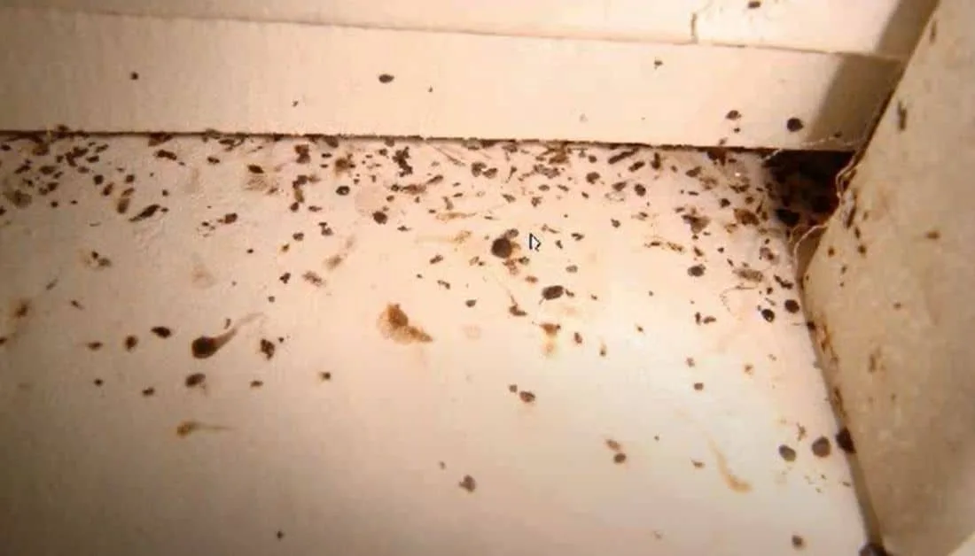 Dry Stores and Stored Product Pests in a Kitchen
