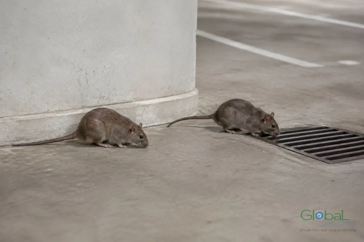 Two rats by a grated drain cover outside a house