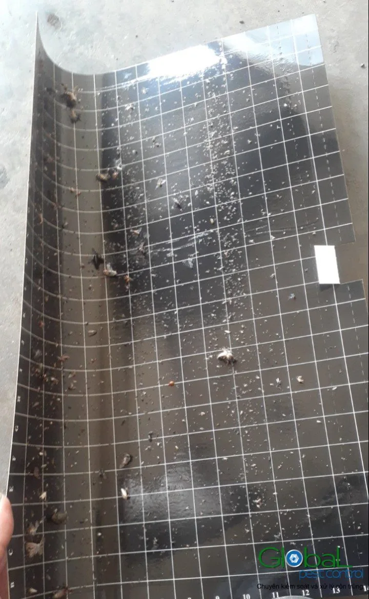 What a Pest Control Quotation Should Tell You