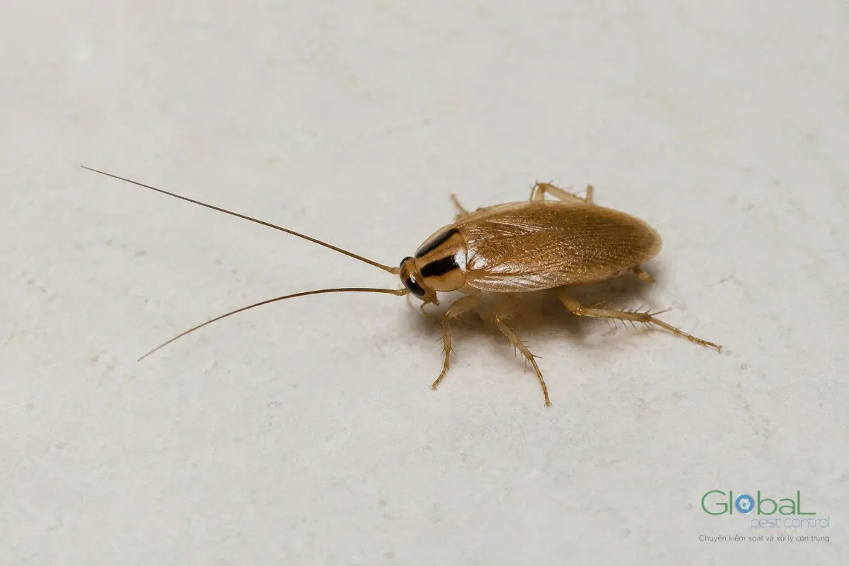 A cockroach on a kitchen worktop at home