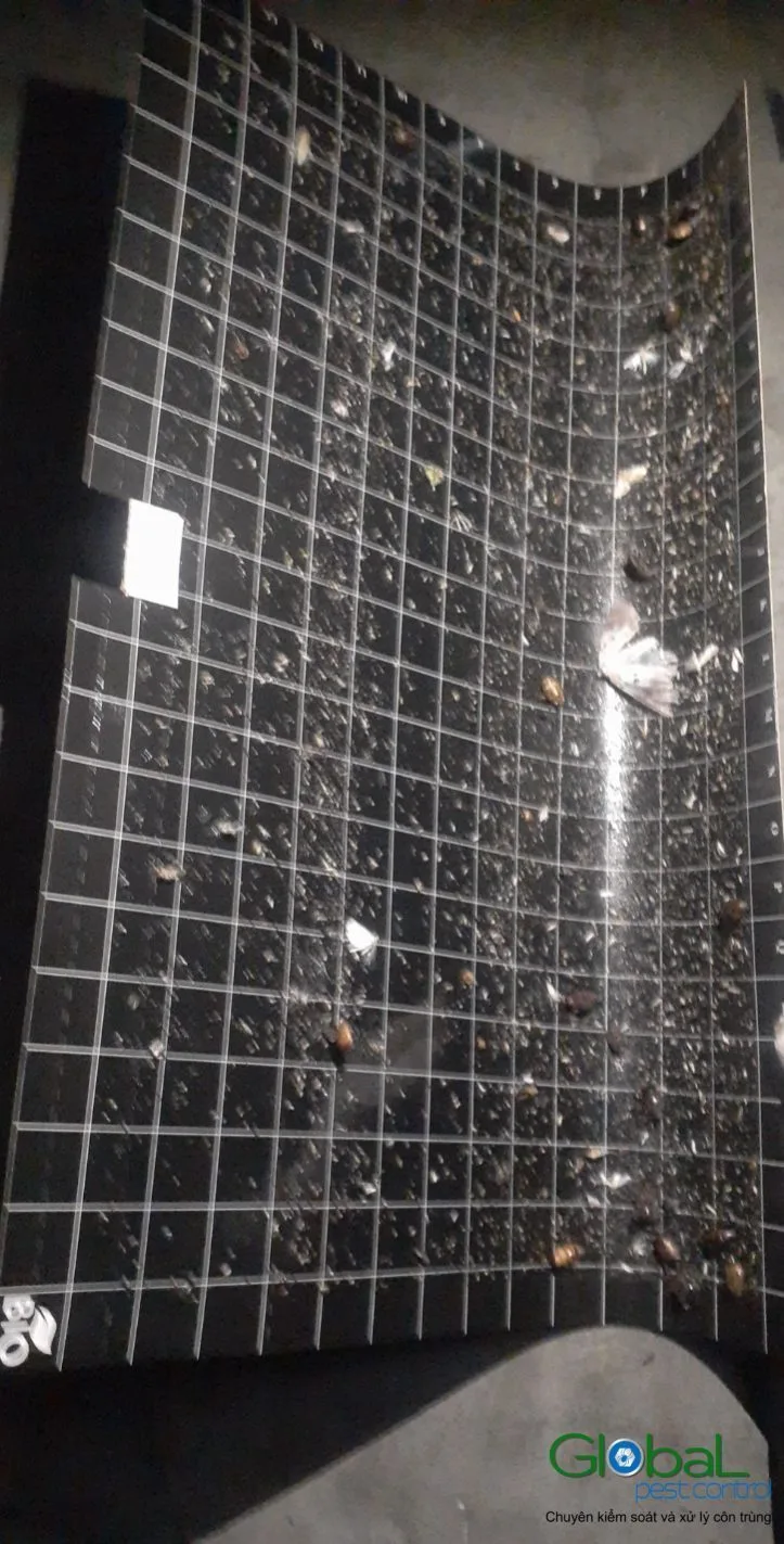 A technician holding a fly light glue board to check the catch