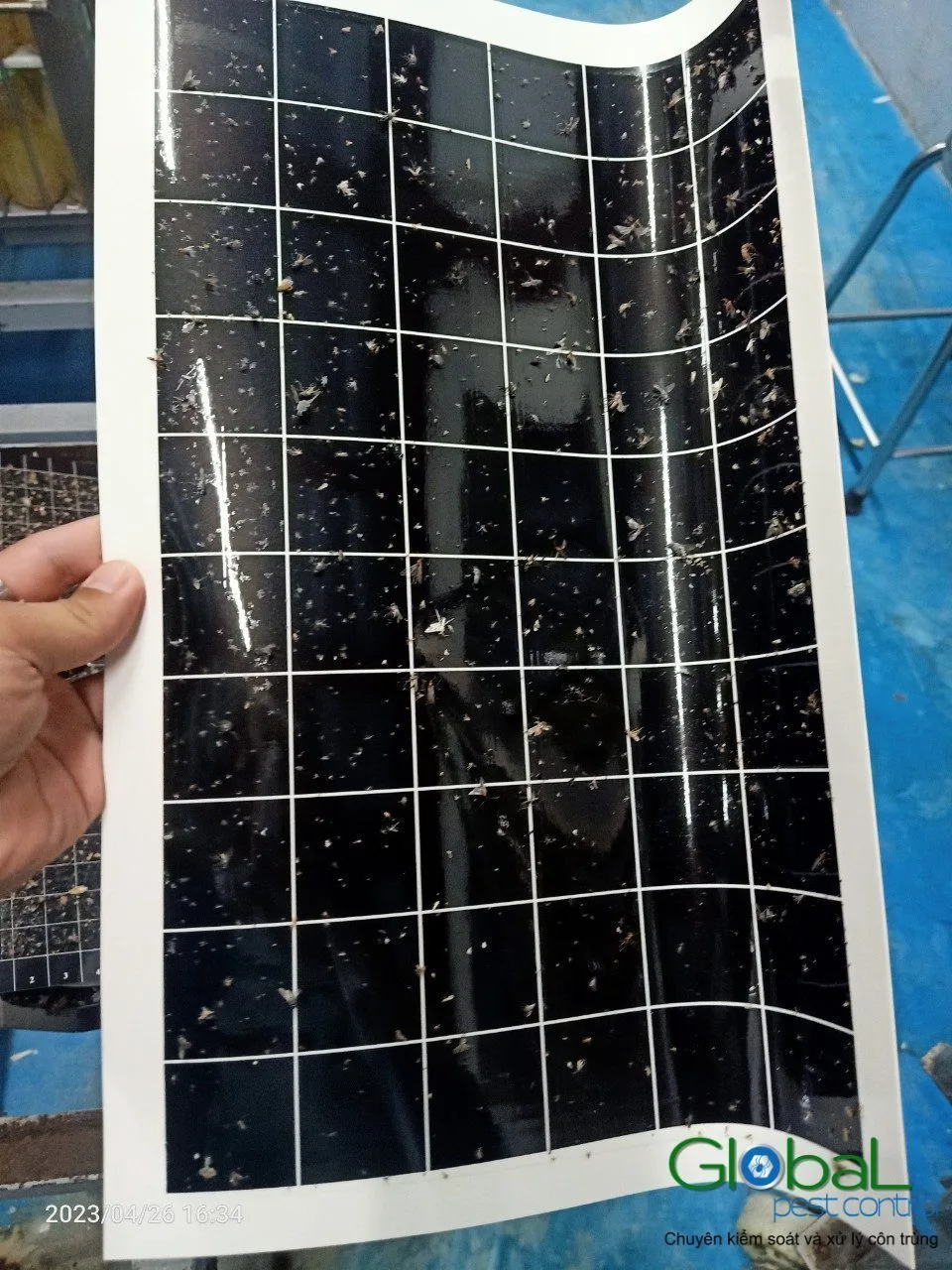 A technician holding a fly light glue board covered in insects