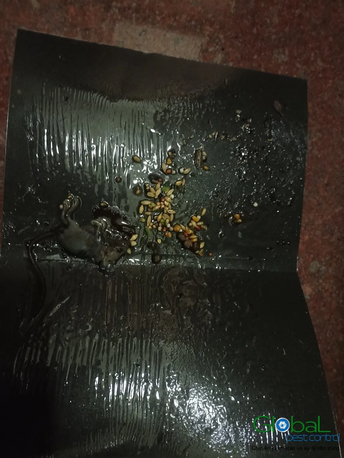 A rat on a glue board with seed bait on a workshop floor