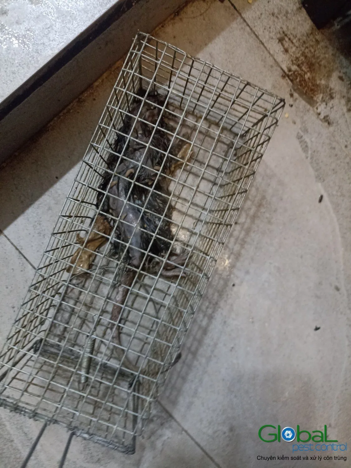 A rat caught in a metal cage trap indoors