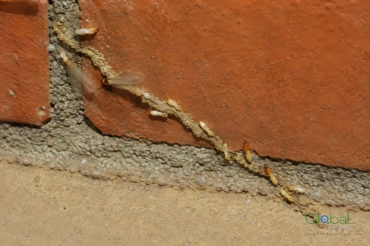 A termite mud tube running across a brick wall