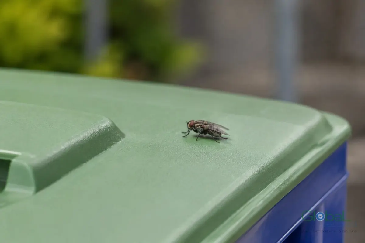 A fly on a bin lid at a business