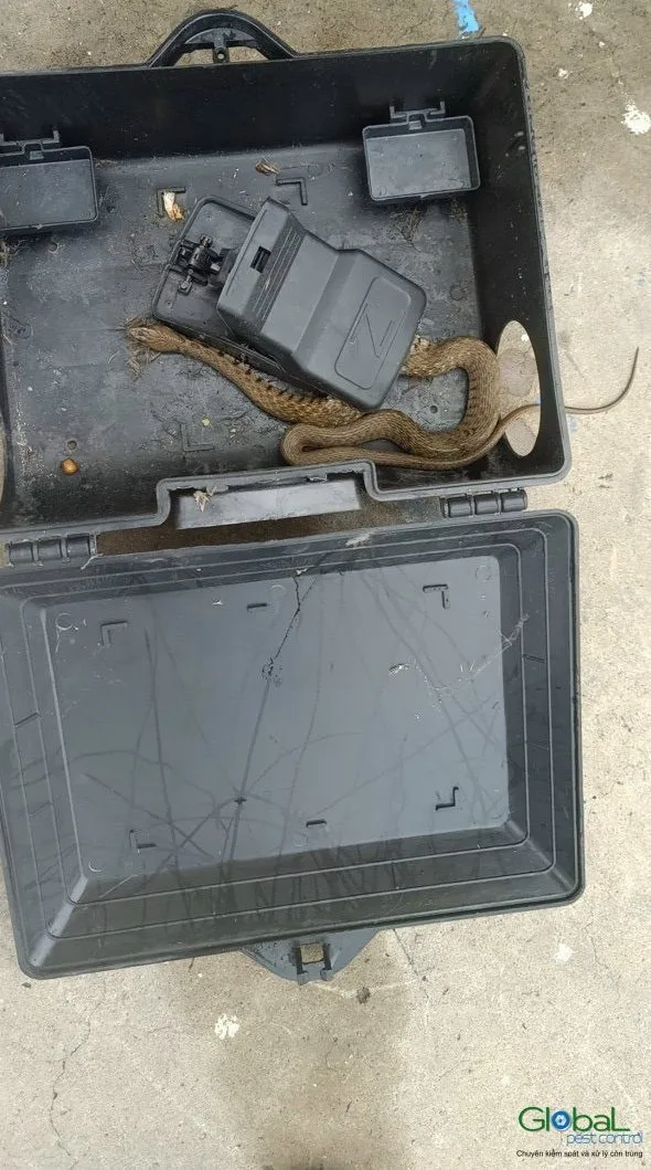 A snake crawling into a bait station outside a factory