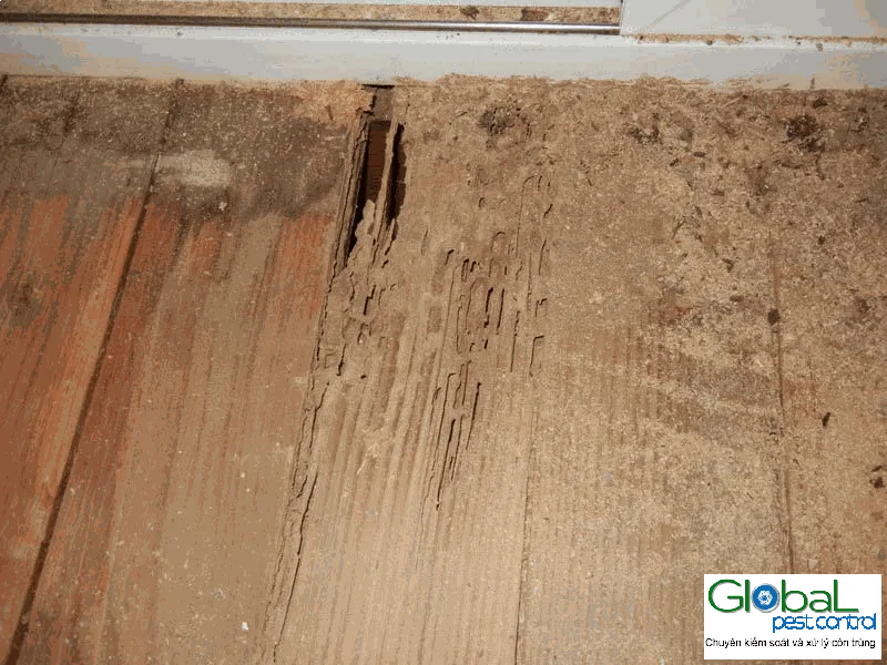 Termite Swarms After the First Rains: What They Mean