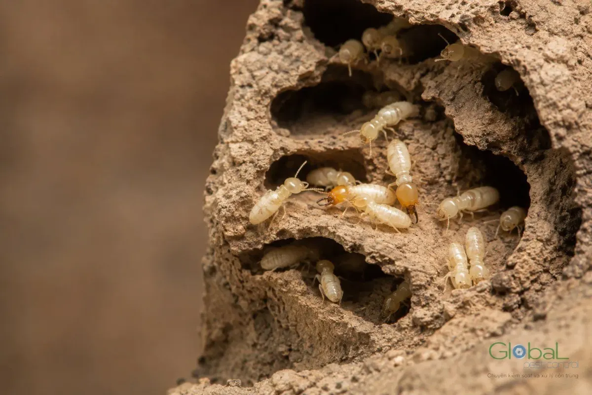 Worker termites and orange-headed soldiers in the chambers of an opened ground nest