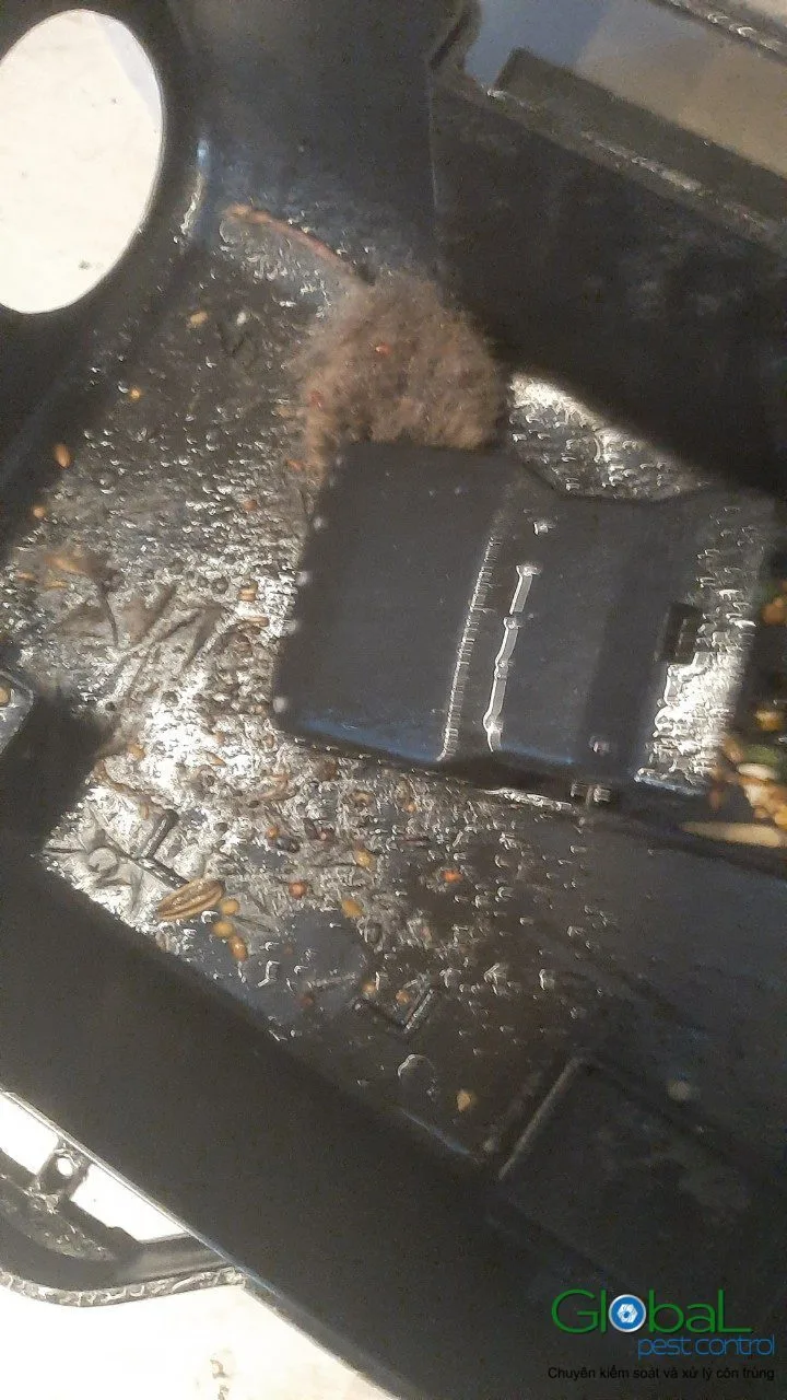 Inside a rodent bait station with bait and debris, showing rats have fed