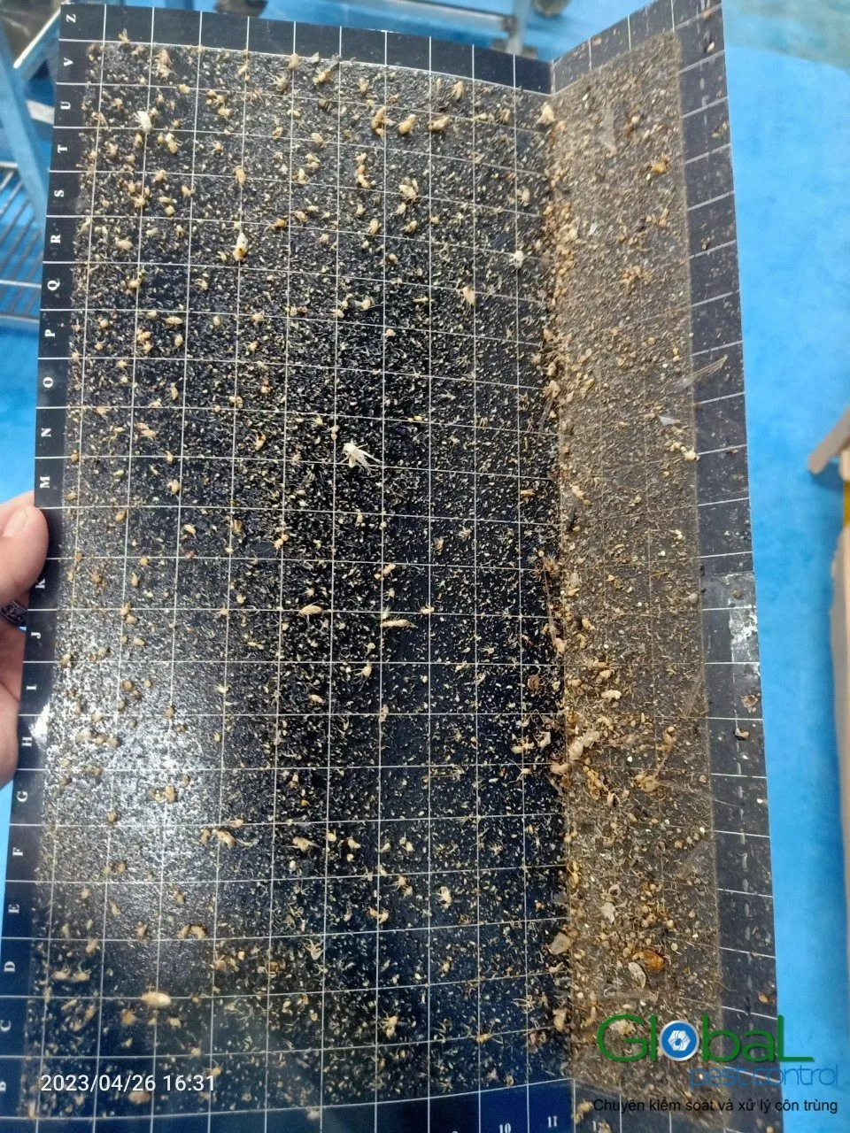 April: The Month the Termites Fly