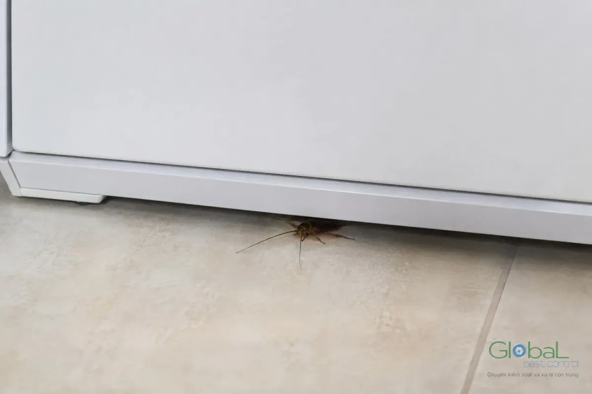 Cockroach Egg Cases: What They Look Like and Where