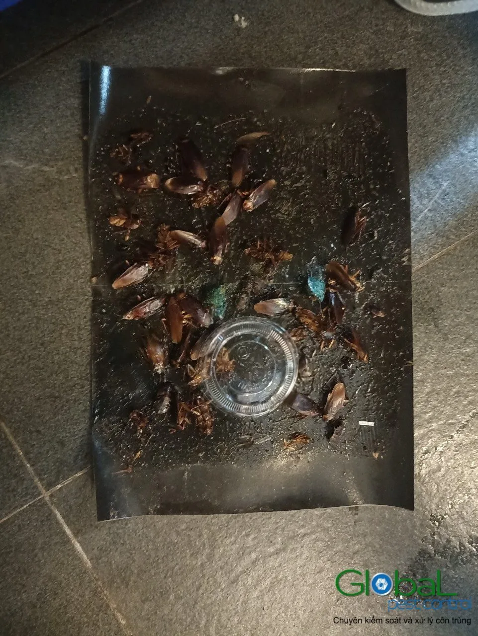 Bathroom Floor Traps: The Open Pipe in Every Home