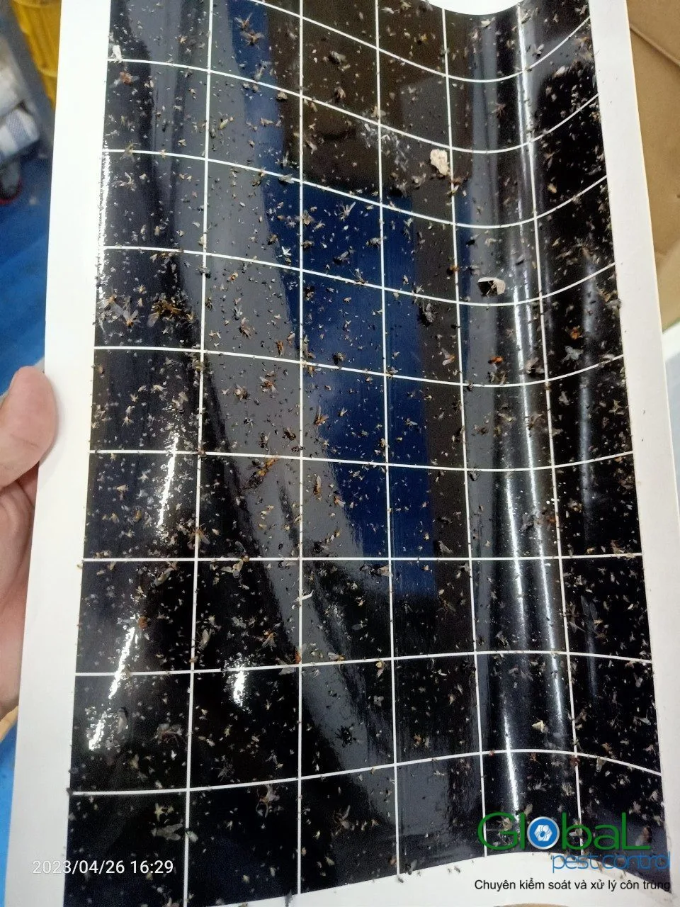 A fly light glue board in a workshop, with the inspection time stamp