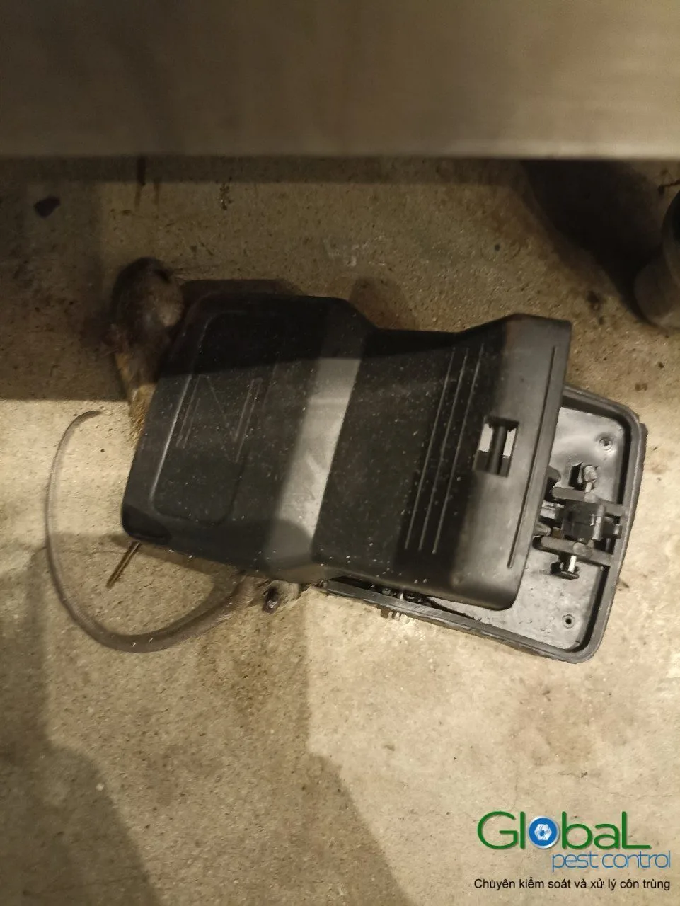 A rat caught in a snap trap on a tiled kitchen floor