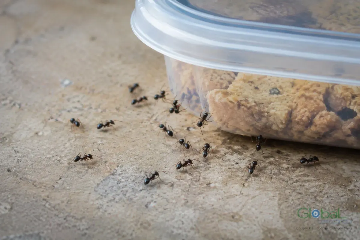 Ants around a food container on a kitchen worktop