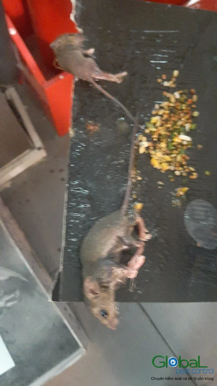 Rats and Mice: Different Animals, Different Methods
