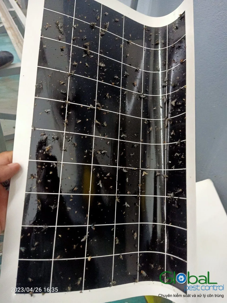 Insurance, Deposits and Pest Damage in Vietnam