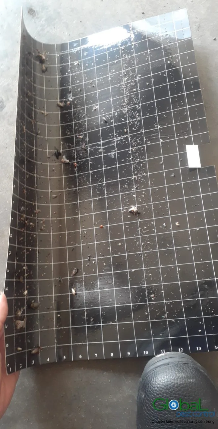 What a Factory Pest Control Contract Should Include