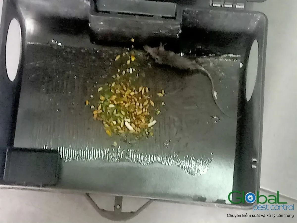 How to Describe a Pest Problem in Vietnamese