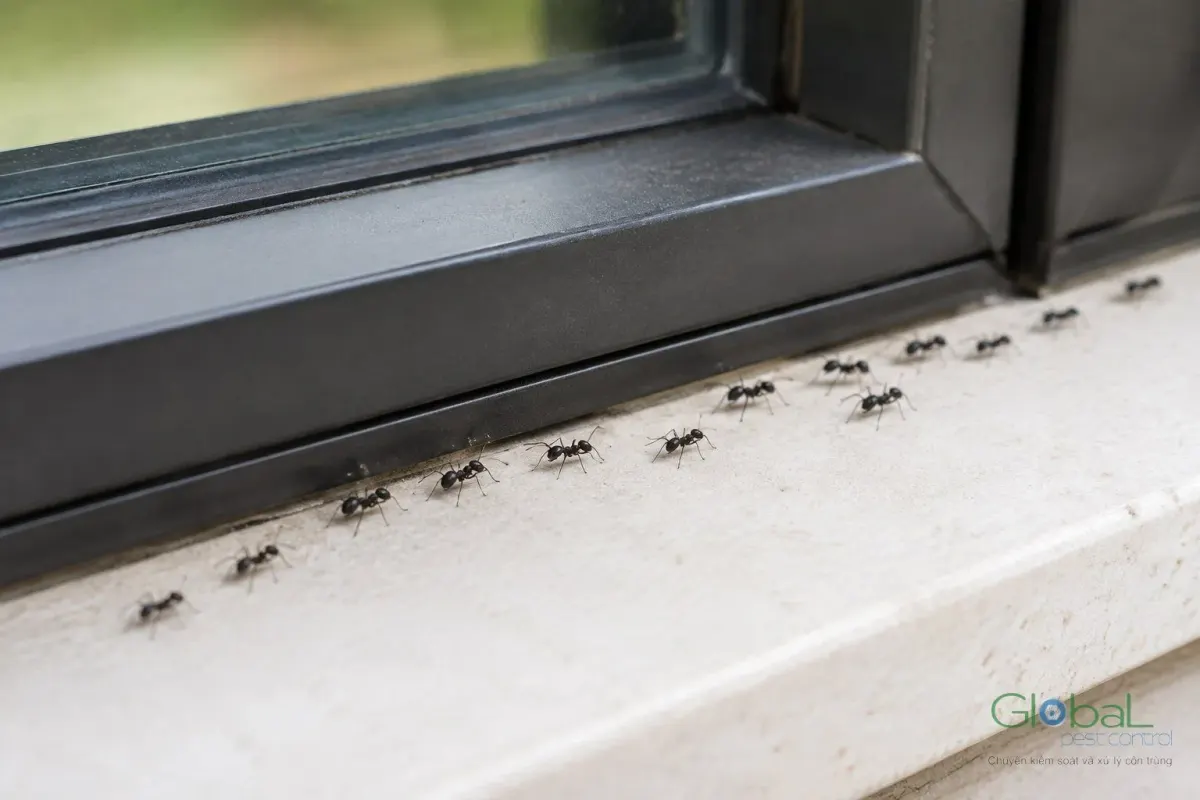 Writing a Pest Clause Into a Vietnamese Lease