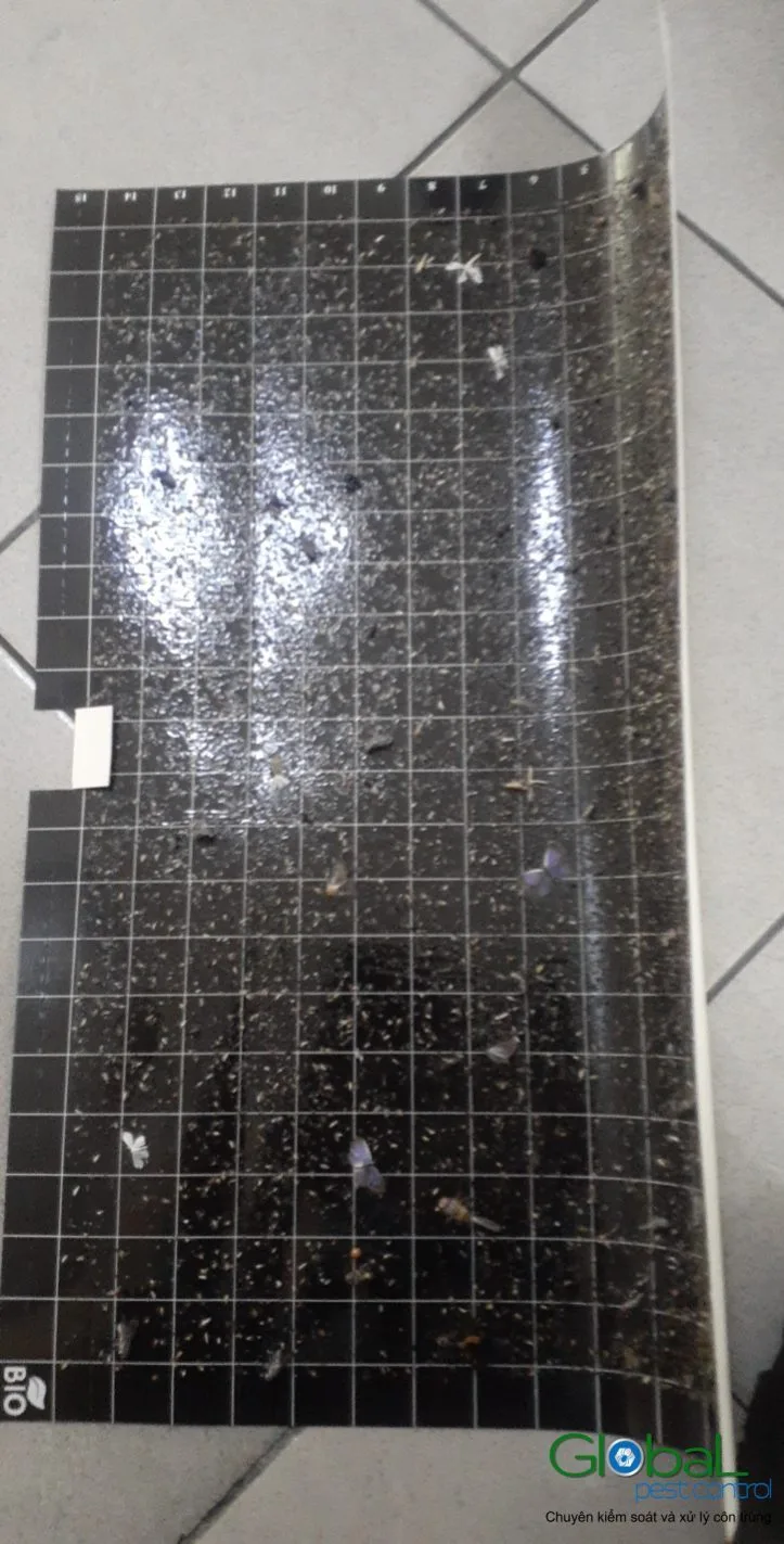 A fly light glue board with insects laid on the floor for a routine check