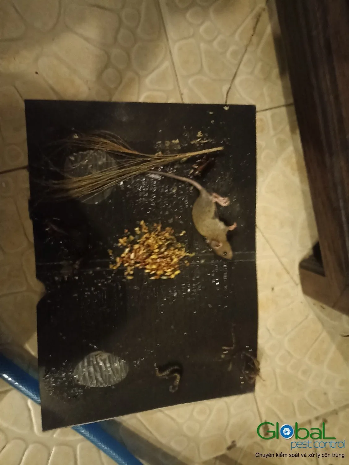 A rat on a glue board beside seed bait against a brick wall