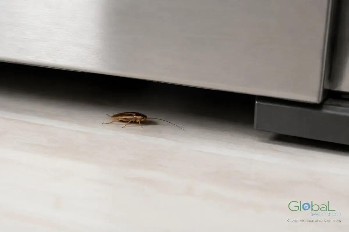 A cockroach hiding under equipment in a kitchen
