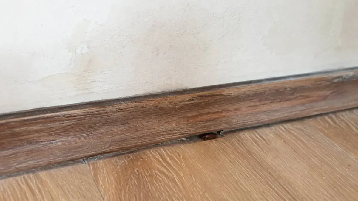 A cockroach on a wooden skirting board next to a wooden floor