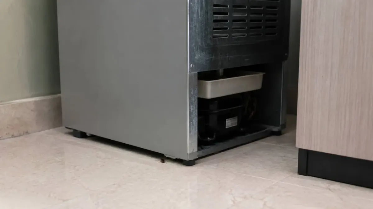 A cockroach under the fridge beside the kitchen cabinets