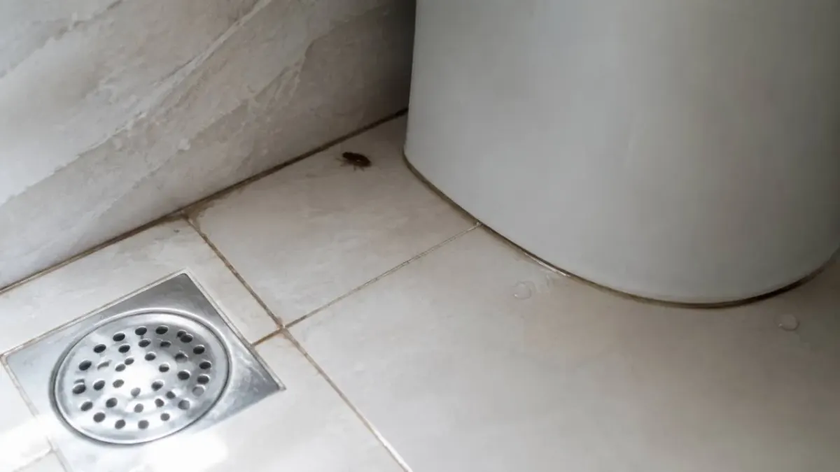 A cockroach next to a bathroom floor drain