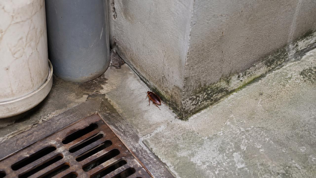 Why Kitchens Come Back From Tet With a Pest Problem