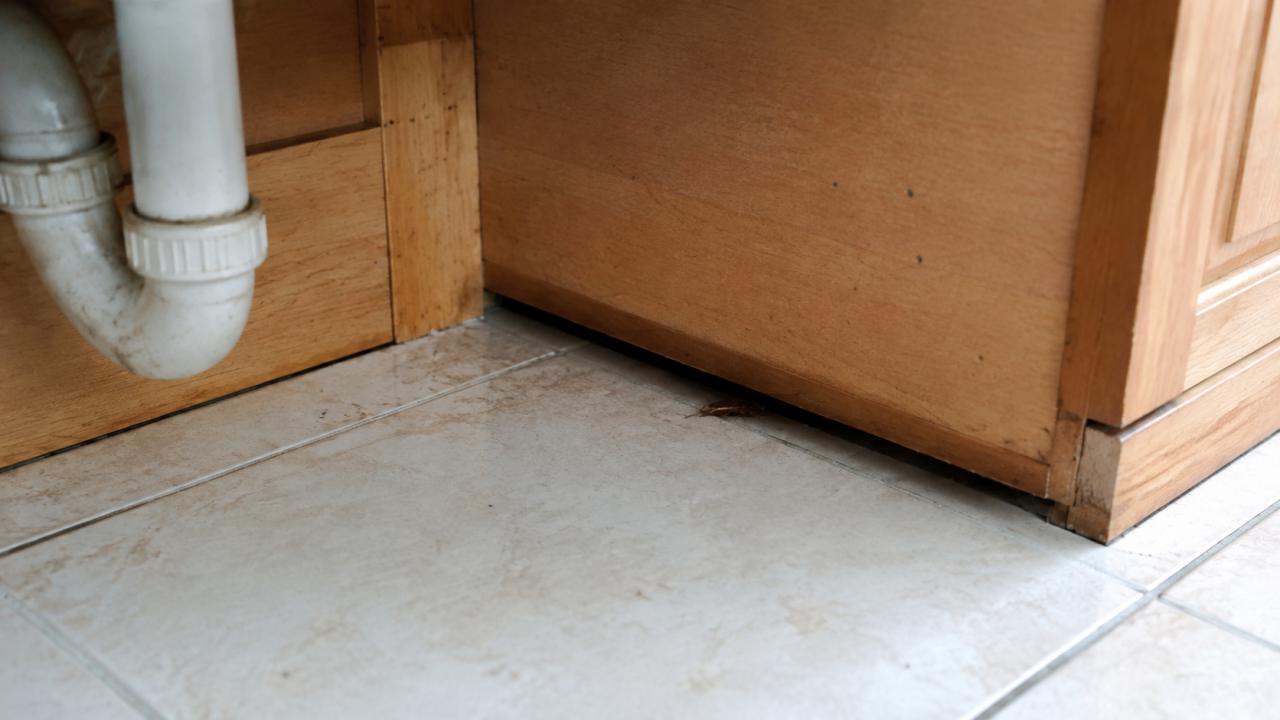 What to Check for Pests Before You Sign an Apartment Lease
