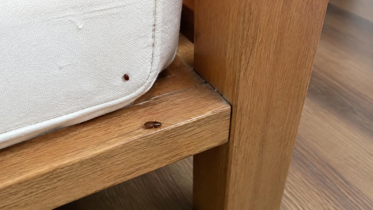How to Move House Without Taking the Cockroaches With You